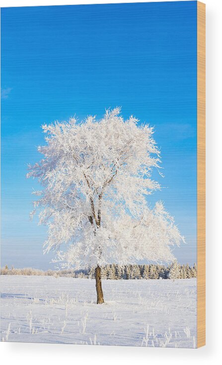 Hoar Frost Wood Print featuring the photograph Hoar Frost by Nebojsa Novakovic