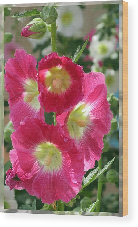 Holly Hocks Wood Print featuring the photograph HollyHock Bells by Feather Redfox