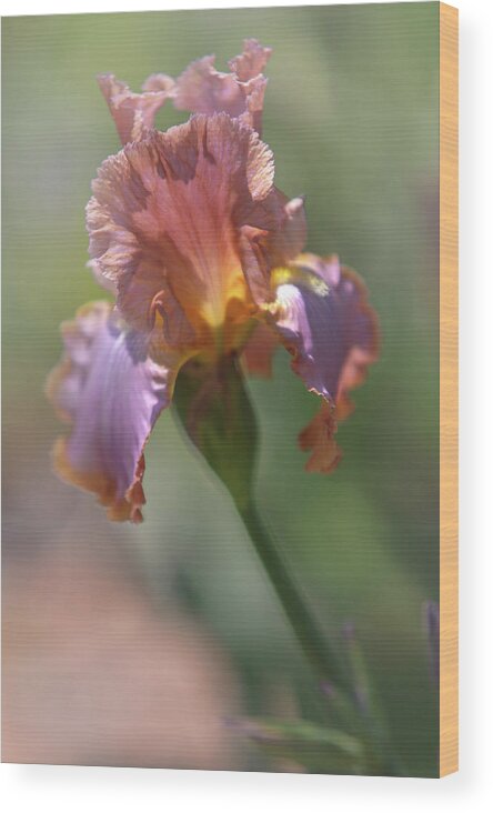 Jenny Rainbow Fine Art Photography Wood Print featuring the photograph Honky Tonk Rumble. The Beauty of Irises by Jenny Rainbow