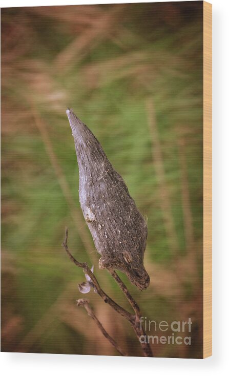 2016 Horicon Marsh In November Wood Print featuring the photograph Horicon Marsh - Milkweed by Mary Machare