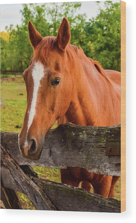 Horse Wood Print featuring the photograph Horse Friends by Nicole Lloyd