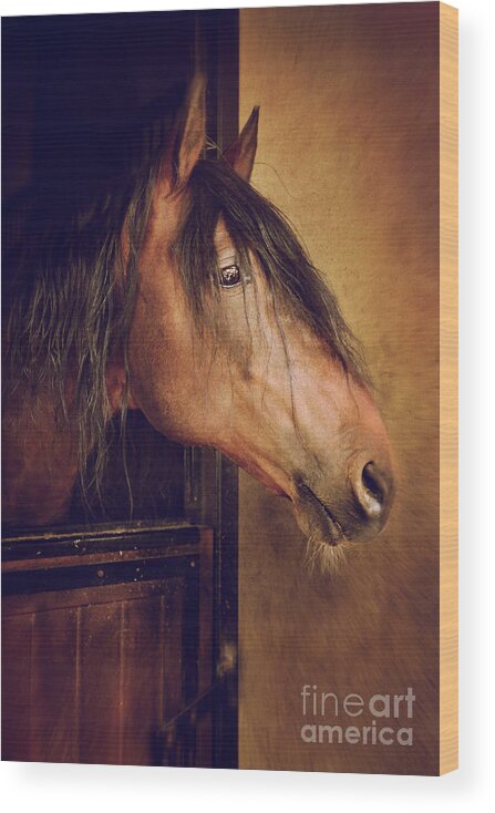 Breed Wood Print featuring the photograph Horse Portrait by Carlos Caetano