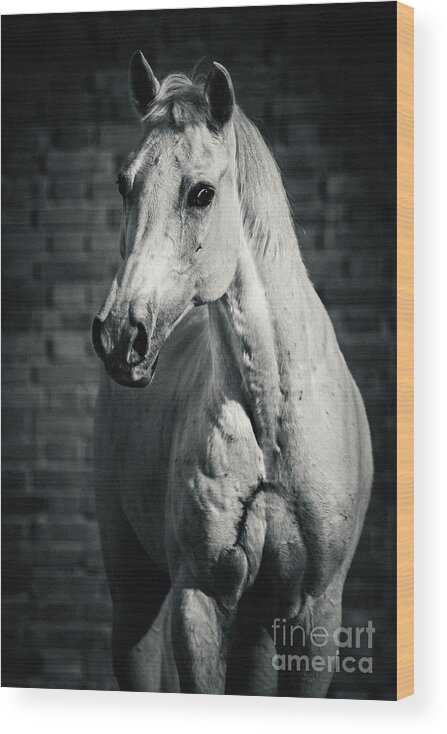 Horse Wood Print featuring the photograph Horse portrait on the brick background II by Dimitar Hristov