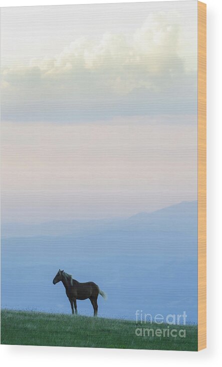 Horse Wood Print featuring the photograph Horse - Rila Mountains by Steve Somerville