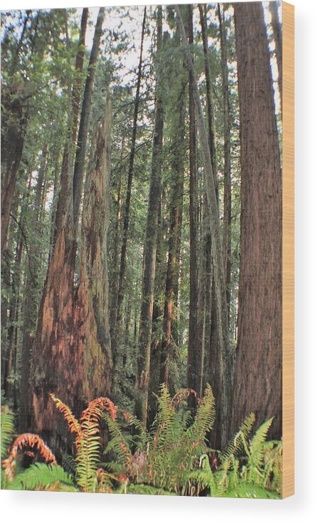 Humboldt Redwood Trees Wood Print featuring the photograph Humboldt Redwoods by Daniele Smith