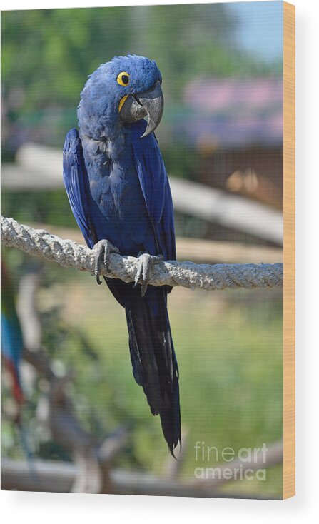 Hyacinth Macaw Wood Print featuring the photograph Hyacinth Macaw by George Atsametakis
