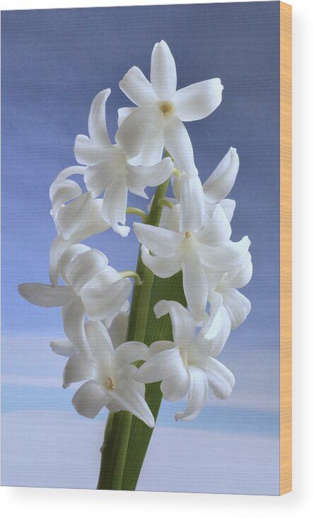 Hyacinth Wood Print featuring the photograph Hyacinth. by Terence Davis