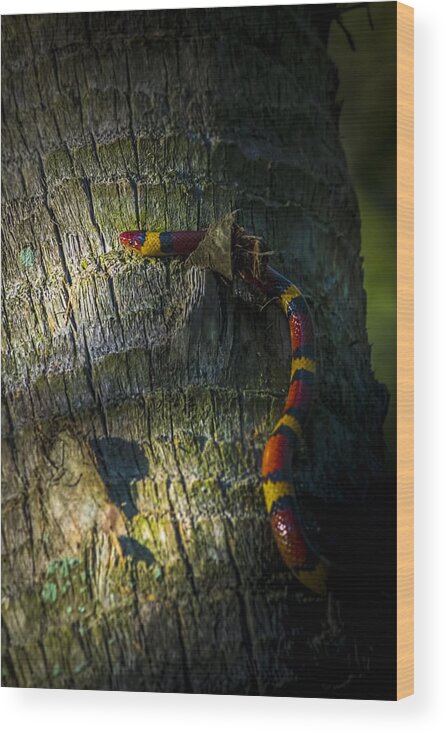 King Snake Wood Print featuring the photograph I See You by Marvin Spates