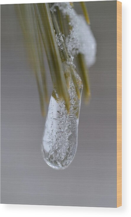 Ice Wood Print featuring the photograph Ice You by Greg Hayhoe