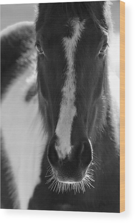 Horse Wood Print featuring the photograph iContact by Evelina Kremsdorf