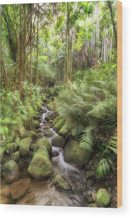 Alakahi Stream Wood Print featuring the photograph Idyllic Stream by Susan Rissi Tregoning