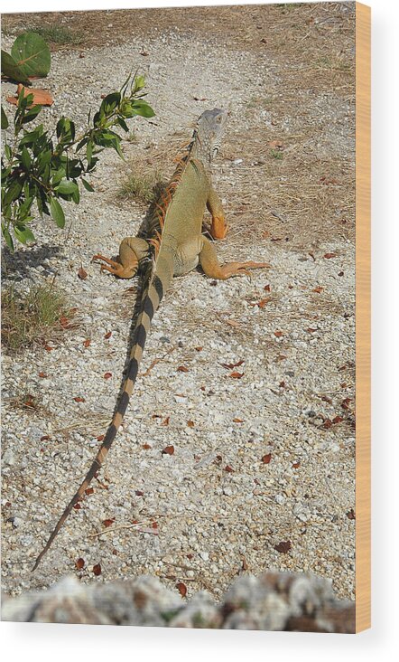 Iguana Wood Print featuring the photograph Iguana - Key Largo by Frank Mari