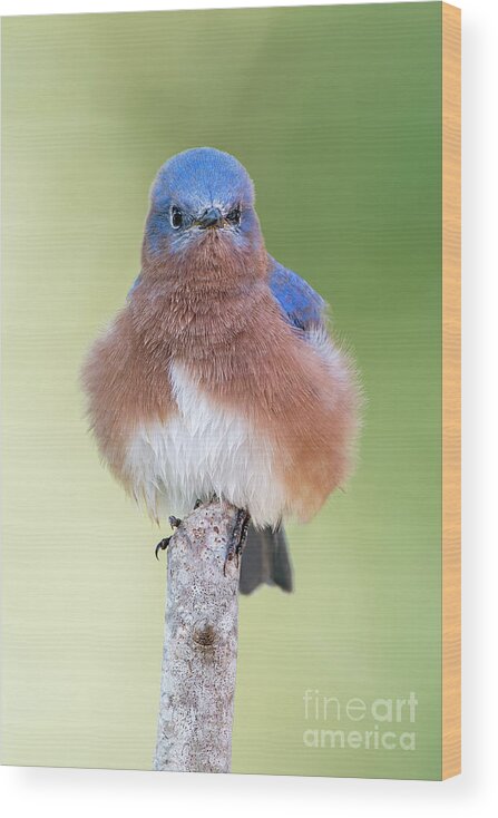 Bluebird Wood Print featuring the photograph I May Be Fluffy BUT I'm No Powder Puff by Bonnie Barry