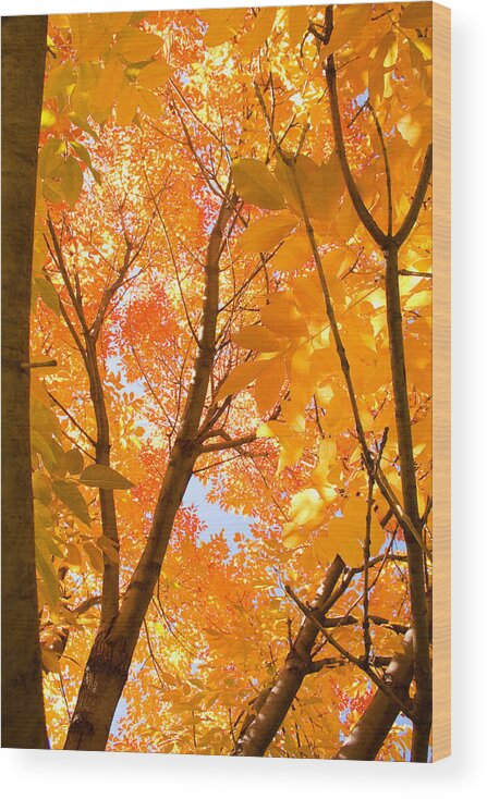 Autumn Wood Print featuring the photograph In the Autumn Mood by James BO Insogna
