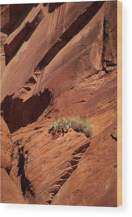 Arizona Wood Print featuring the photograph In The Rock Life Will Come by Lucinda Walter