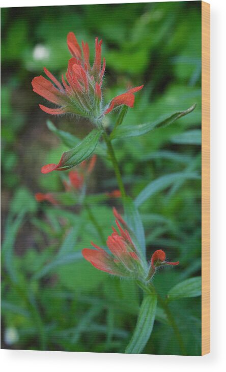 Indian Paintbrush Wood Print featuring the photograph Indian Paintbrush by Todd Kreuter