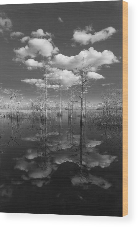 Black Wood Print featuring the photograph Into The Everglades by Debra and Dave Vanderlaan