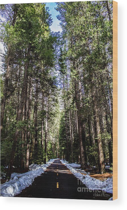 Landscape Wood Print featuring the photograph Into the Woods by Adam Morsa