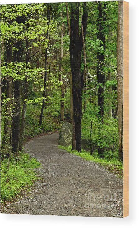 Paths Wood Print featuring the photograph Into the Woods by Kathy McClure