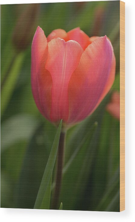 Flower Wood Print featuring the photograph Iridescent Tulip by Mary Jo Allen