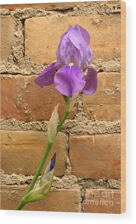 Purple Iris Wood Print featuring the photograph Iris and The Wall by Steve Augustin