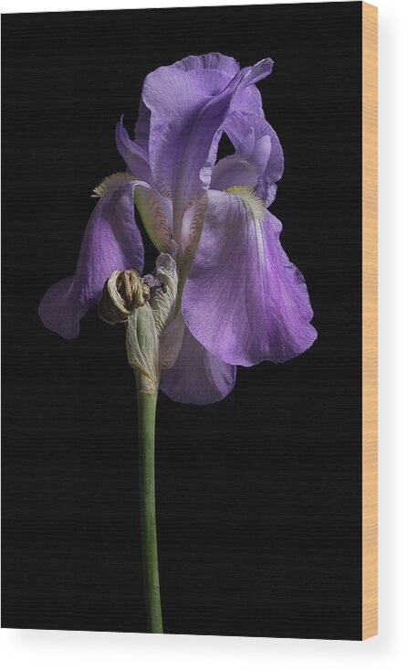 Purple Iris Wood Print featuring the photograph Iris Series 1 by Mike Eingle
