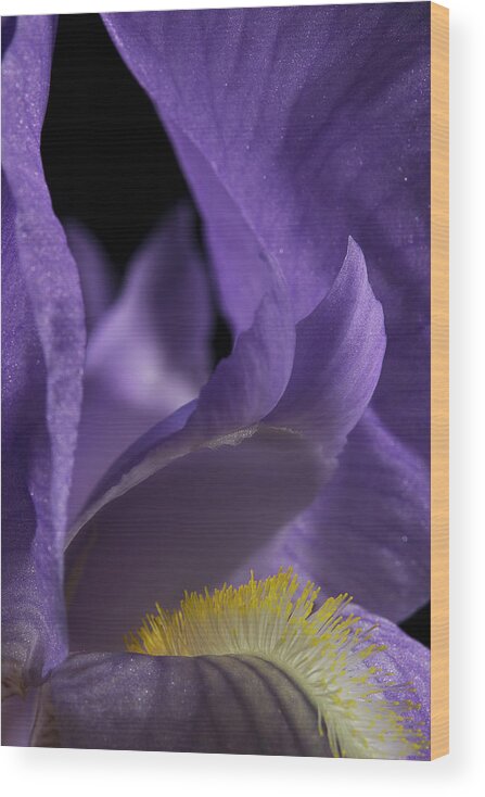 Purple Iris Wood Print featuring the photograph Iris Series 2 by Mike Eingle