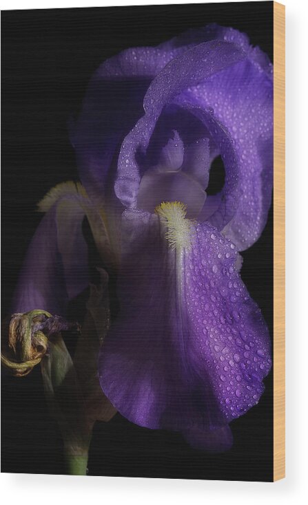 Purple Iris Wood Print featuring the photograph Iris Series 4 by Mike Eingle