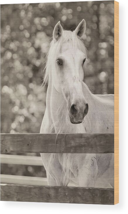 Horse Wood Print featuring the photograph Isabelle by Bill and Linda Tiepelman