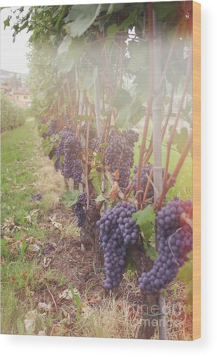 Alcohol Wood Print featuring the photograph Italian nebbiolo grapes hanging to be picked by Patricia Hofmeester