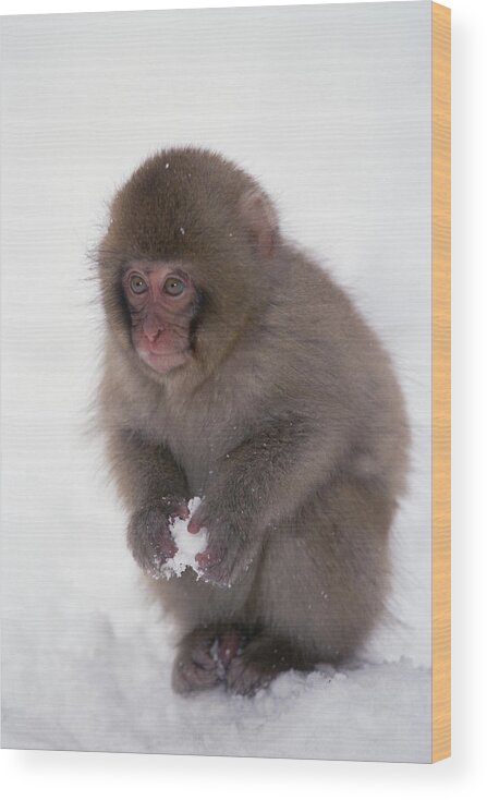 Mp Wood Print featuring the photograph Japanese Macaque Macaca Fuscata Baby by Konrad Wothe
