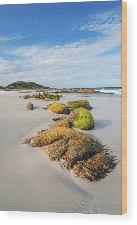 Beach Wood Print featuring the photograph Jeaneret Beach - Bay of Fires by Anthony Davey