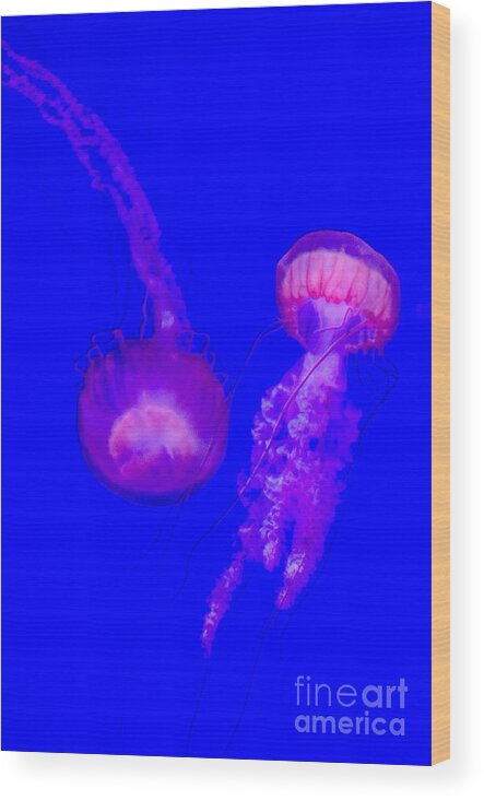 Jellyfish Wood Print featuring the photograph Jellyfish Pair-8767 by Steve Somerville