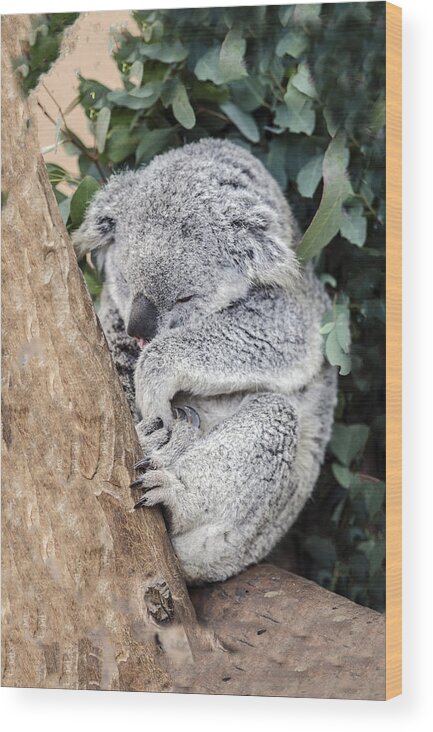 Koala Wood Print featuring the photograph Joey's Nap by William Bitman