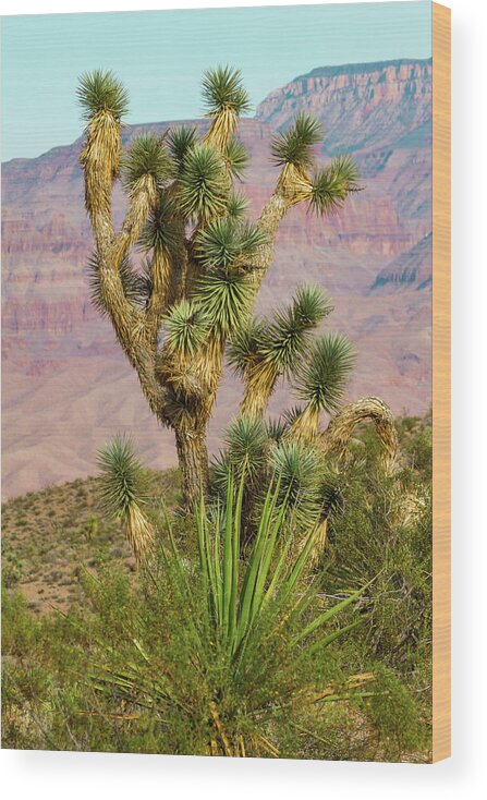 Joshua Tree Of The Desert Wood Print featuring the photograph Joshua Tree of the Desert by Bonnie Follett