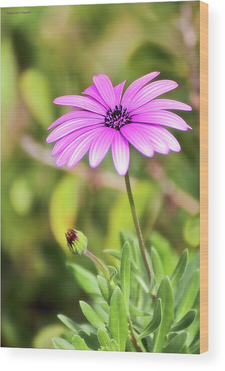 Flower Photography Wood Print featuring the photograph Just nature 0666 by Kevin Chippindall