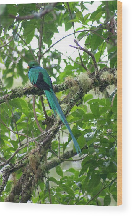 Resplendent Quetzal Wood Print featuring the photograph Keeping Watch by Wes Hanson