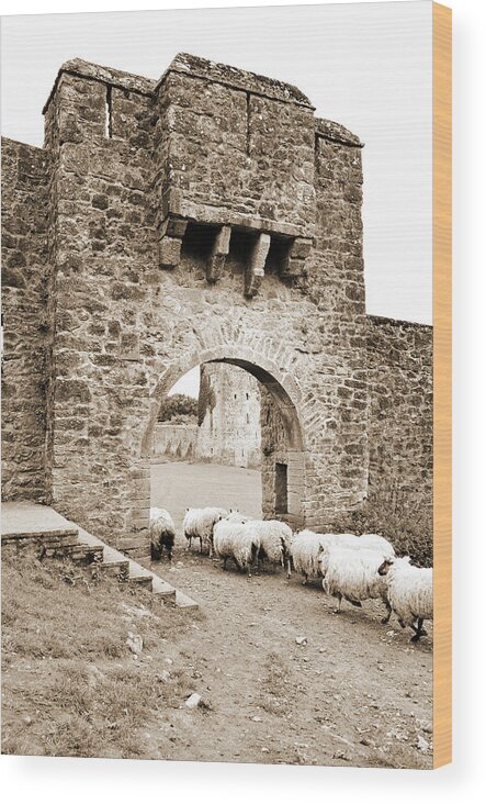 Kells Wood Print featuring the photograph Kells Priory Ireland Sheep Using the Medieval Arched Gatehouse Entry County Kilkenny Sepia by Shawn O'Brien