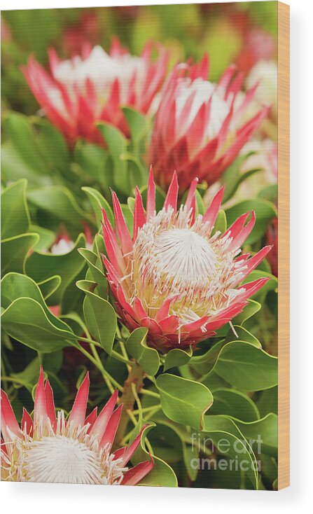 King Protea Wood Print featuring the photograph King Protea flowers by Simon Bratt