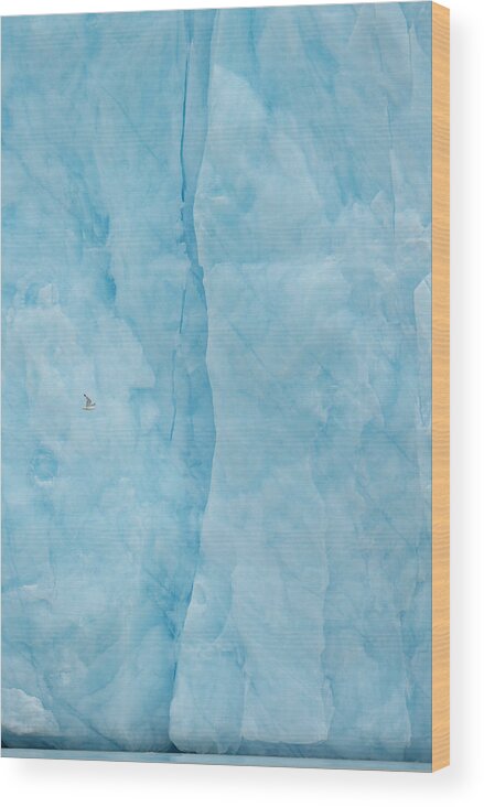 Svalbard Wood Print featuring the photograph Kittiwake Flying Into The Blue by Yves Adams