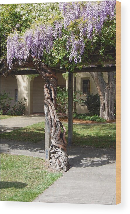 Wisteria Wood Print featuring the photograph Knarled Wisteria by Carolyn Donnell
