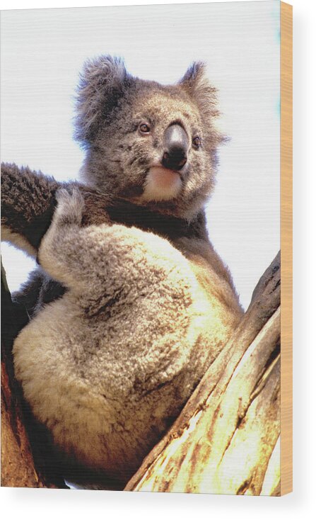 Koala Wood Print featuring the photograph Koala 2 by Jerry Griffin