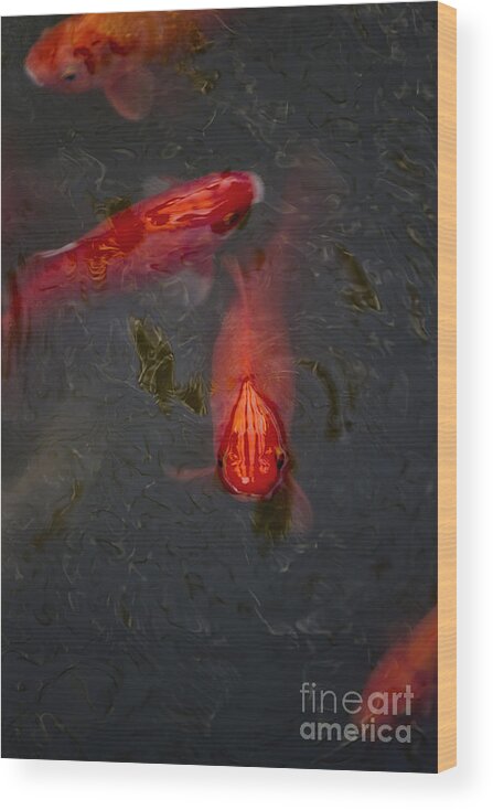Fish Wood Print featuring the photograph Koi Looking by Margie Hurwich