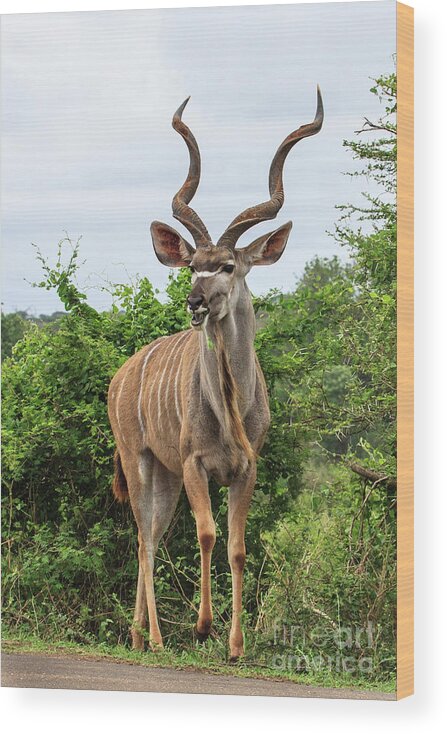 Wildlife Wood Print featuring the photograph Kudu by Jennifer Ludlum
