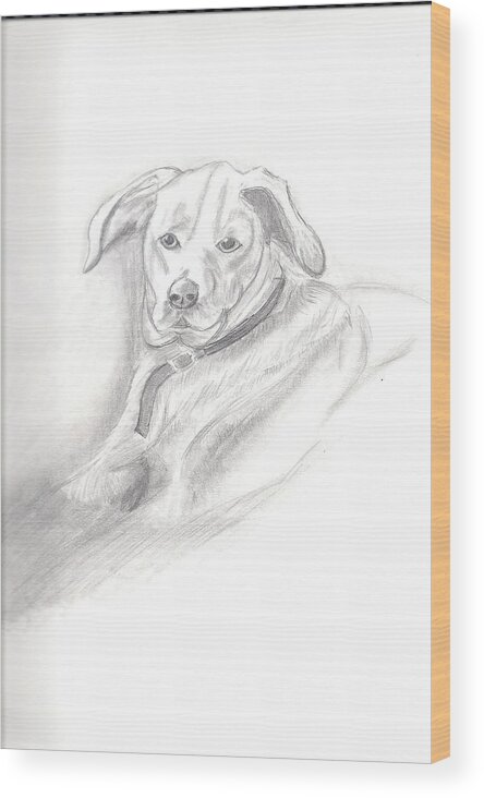 Dog Wood Print featuring the drawing Labrador Retreiver by Judy Moses