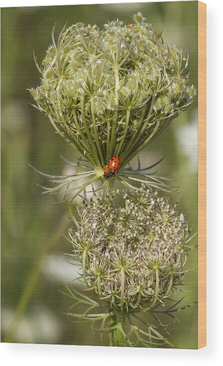 Queen Annes Lace Wood Print featuring the photograph Lady Bugs and Lace by Kathy Clark