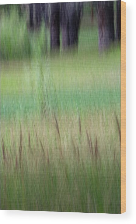Grasses Wood Print featuring the photograph Lake's Edge by Deborah Hughes