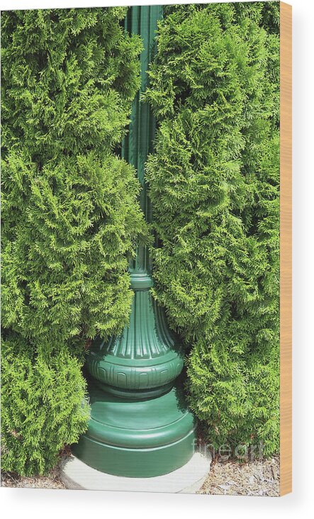 Lamppost Wood Print featuring the photograph Lamppost Greens by Ann Horn