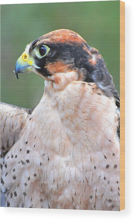 Lanner Falcon Wood Print featuring the photograph Lanner Falcon by Alan Lenk