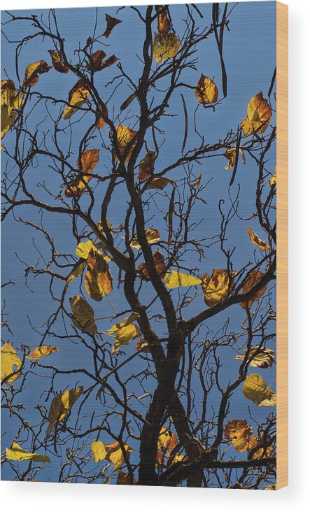 Color Wood Print featuring the photograph Last Leaves of Autumn by David Gordon